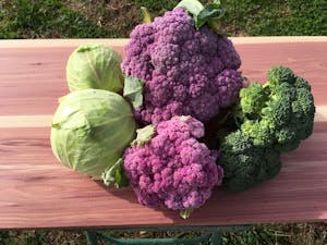 The Graham Family Farm sells produce like this at the Carrboro Farmers' Market, which is staying open during the COVID-19 pandemic. Photo courtesy of Louis Graham.