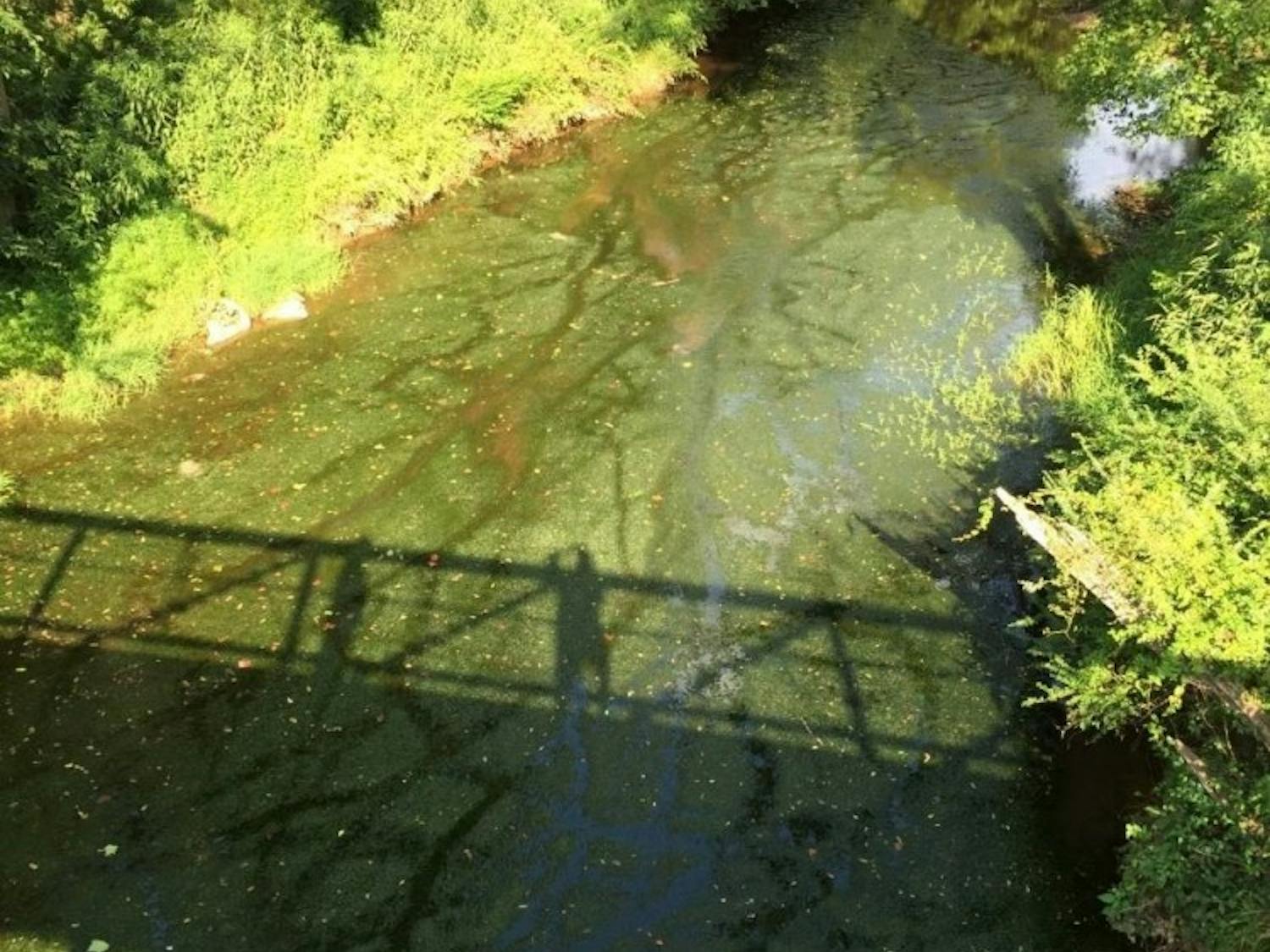 Above is a picture of the Riverwalk Greenway bridge near Weaver Street Market in Hillsborough showing the hydrilla infestation from May 2018. Treatment usually runs from mid-May to mid-August. Photo courtesy of Mark Heilman.