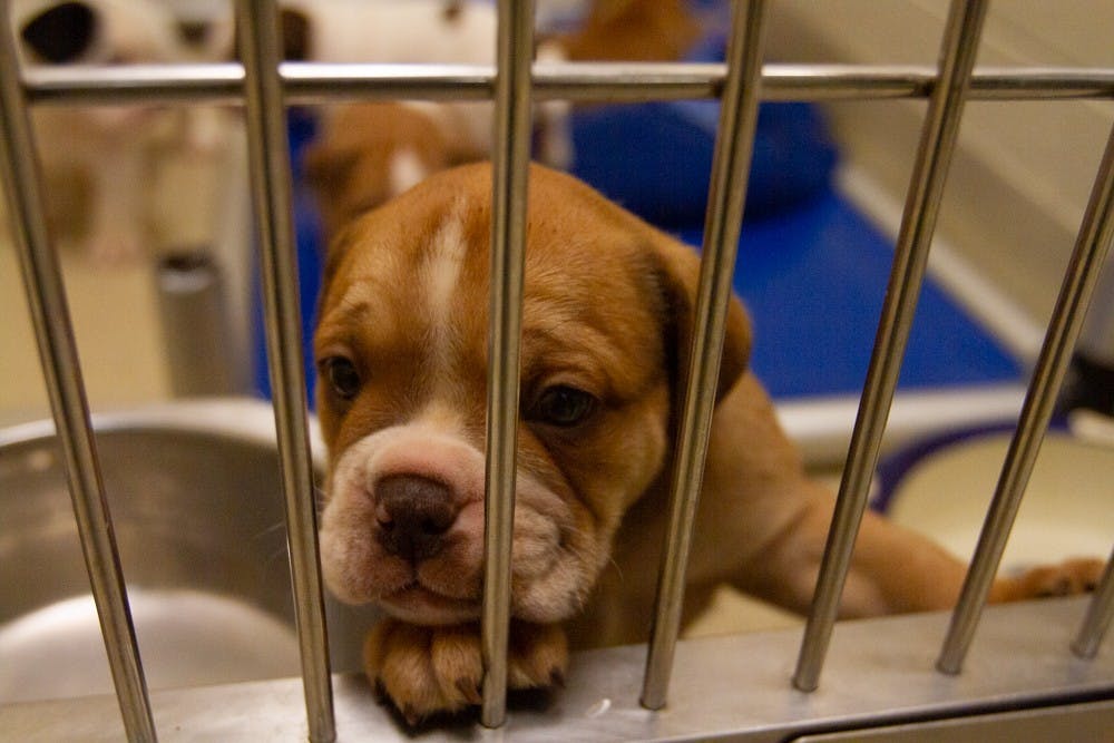 Puppies play in their pen at the Orange County Animal Services building on Tuesday, Jan. 14, 2020. OCAS recently took in about 60 dogs and created a GoFundMe to help fund their medical expenses.