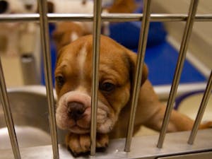 Puppies play in their pen at the Orange County Animal Services building on Tuesday, Jan. 14, 2020. OCAS recently took in about 60 dogs and created a GoFundMe to help fund their medical expenses.