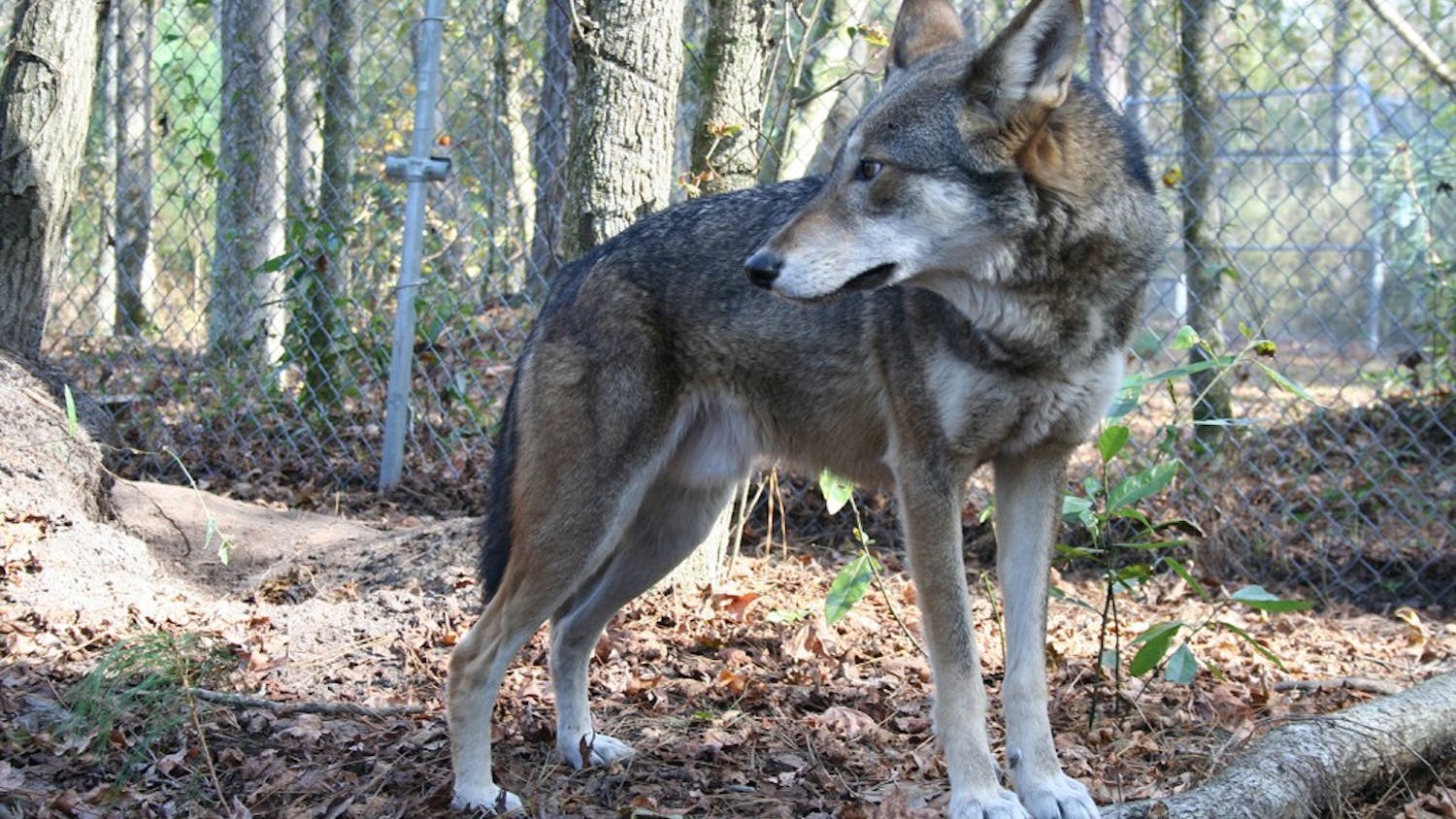 A captive male red wolf at Sandy Ridge.&nbsp;Photo courtesy of&nbsp;Ryan&nbsp;Nordsven.&nbsp;