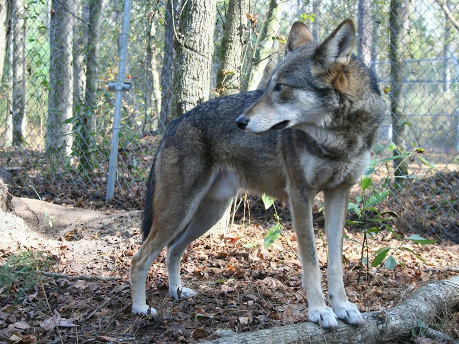 A captive male red wolf at Sandy Ridge.&nbsp;Photo courtesy of&nbsp;Ryan&nbsp;Nordsven.&nbsp;