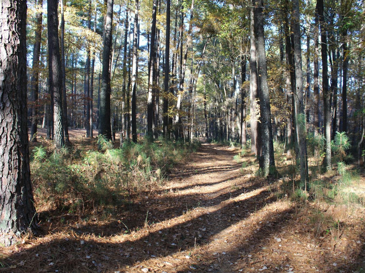 The Greene Tract Forest is made up of more than 160 acres of undeveloped woodland and is a popular place for trail running, biking, bird watching, and other outdoor activities.