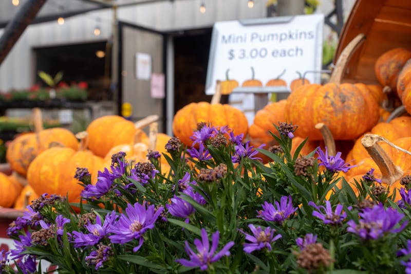 Piedmont Feed & Garden Center holds annual Fall Festival, promotes local businesses
