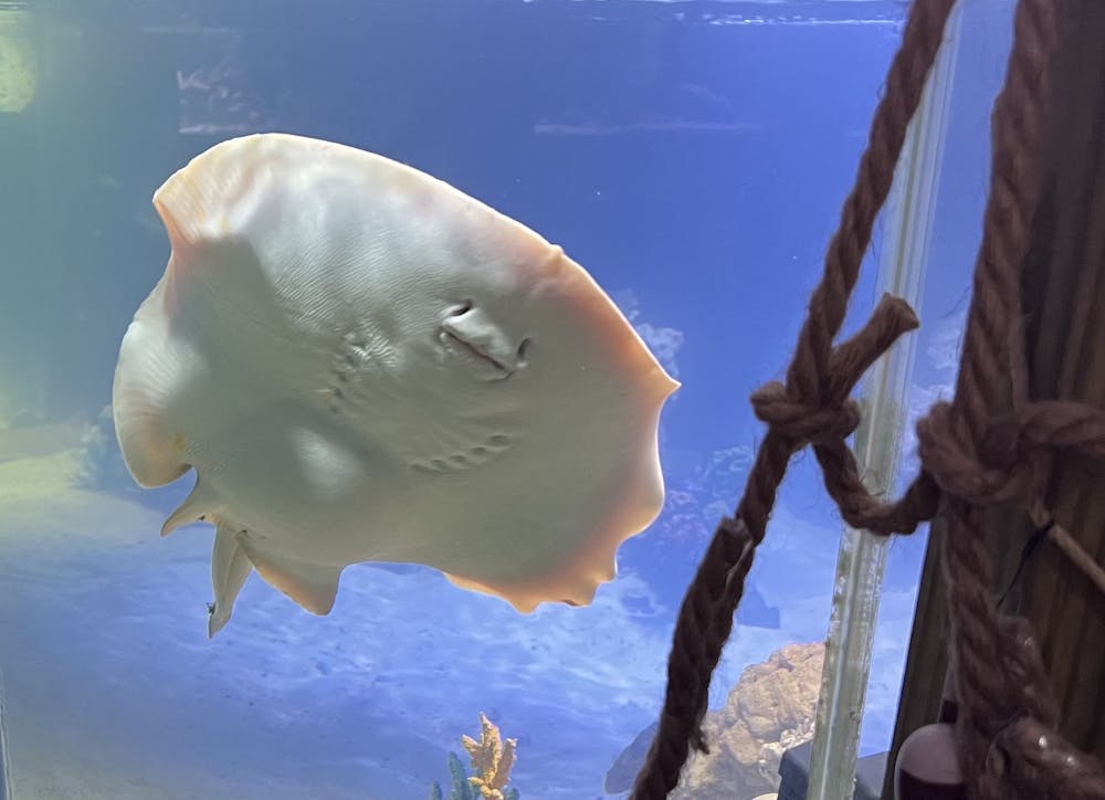 Rare stingray pregnancy at Hendersonville aquarium sparks tourism increase -