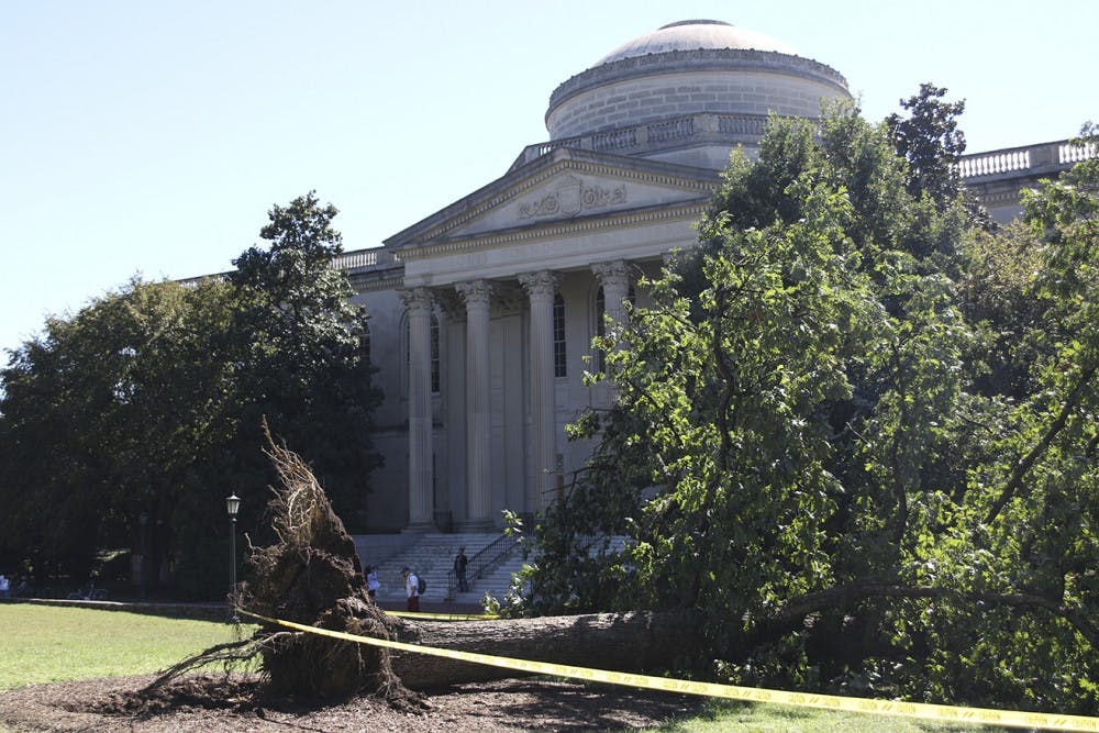 A large oak tree in front of Wilson library was uprooted by the winds from Hurricane Matthew.