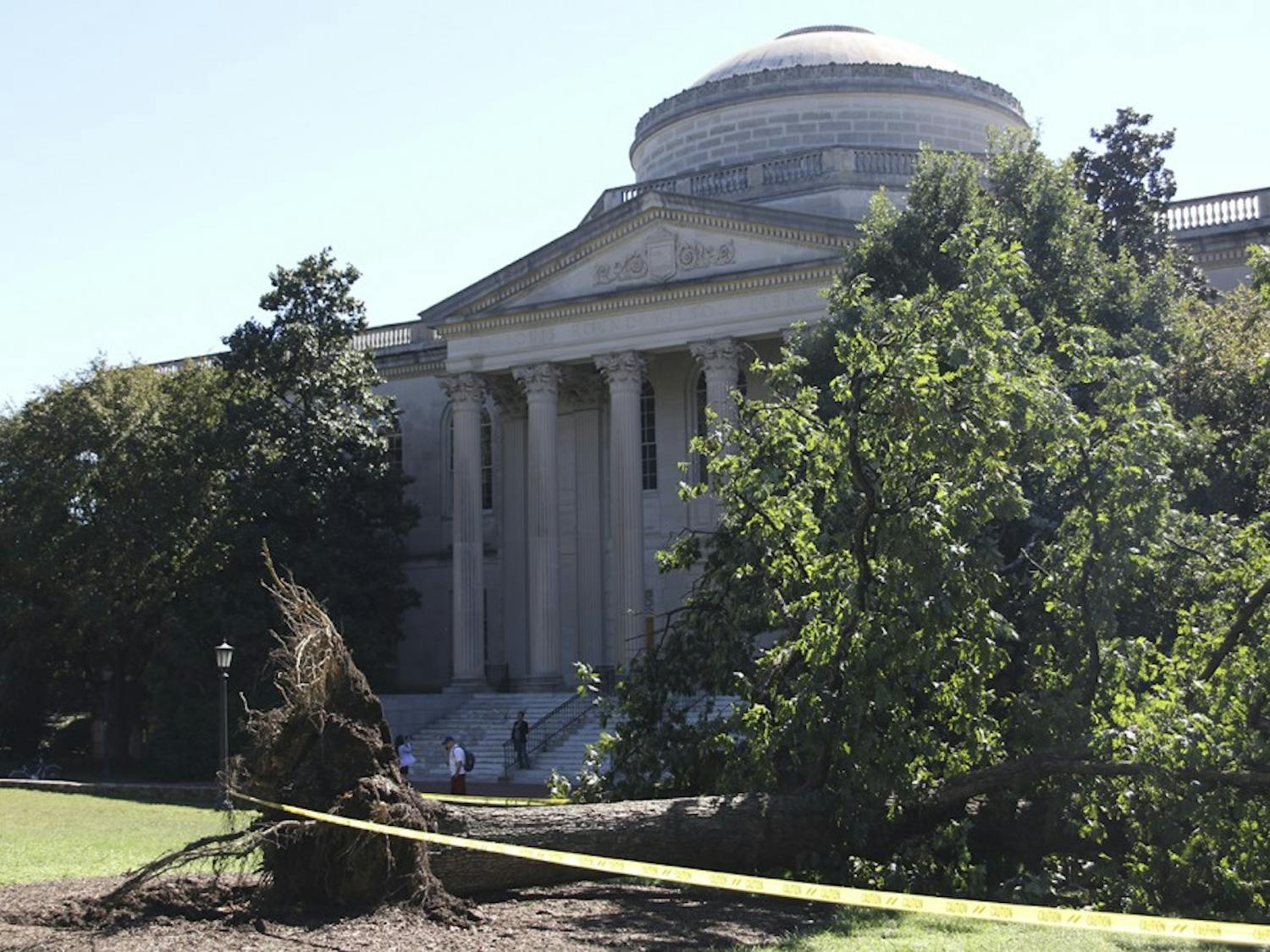 A large oak tree in front of Wilson library was uprooted by the winds from Hurricane Matthew.