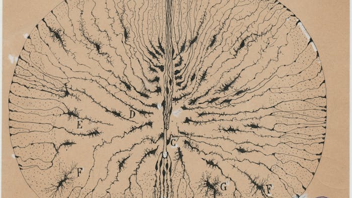 This is one of the 3,000 drawings of the brain that Santiago Ramón y Cajal drew in his lifetime. It is one of the 80 displayed in the Ackland's The Beautiful Brain: The Drawings of Santiago Ramón y Cajal exhibit.

Photo contributed by The Ackland Art Museum