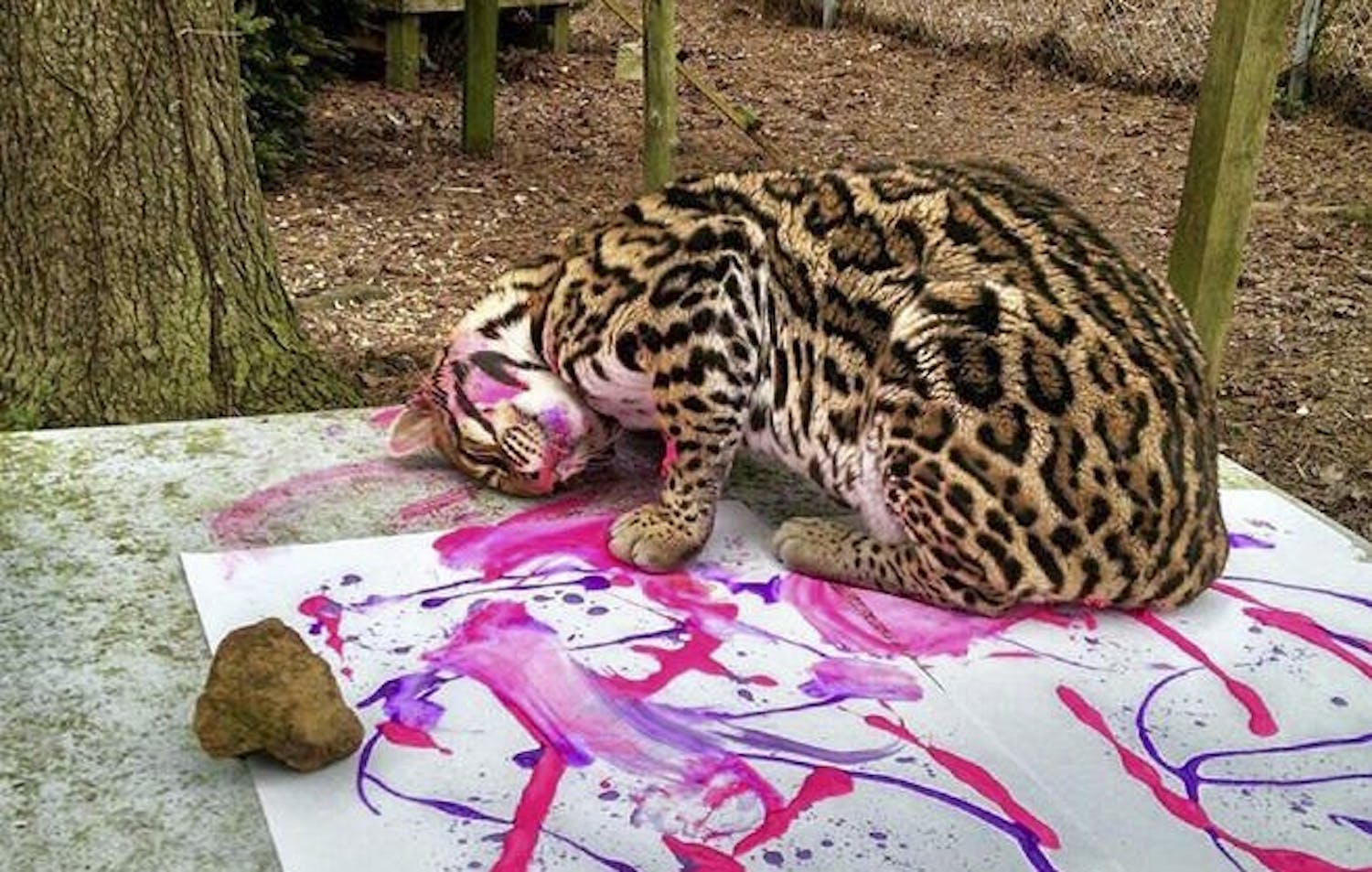 Petee Ocelot paints with purple and pink egg-based tempera at Carolina Tiger Rescue in Pittsboro. (Courtesy of Carolina Tiger Rescue)