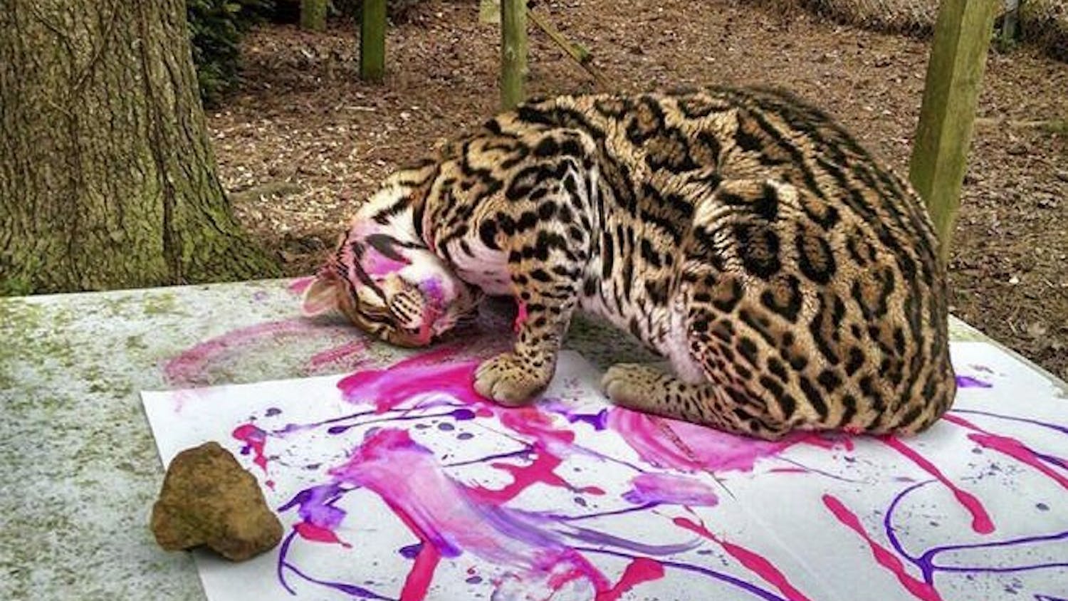 Petee Ocelot paints with purple and pink egg-based tempera at Carolina Tiger Rescue in Pittsboro. (Courtesy of Carolina Tiger Rescue)