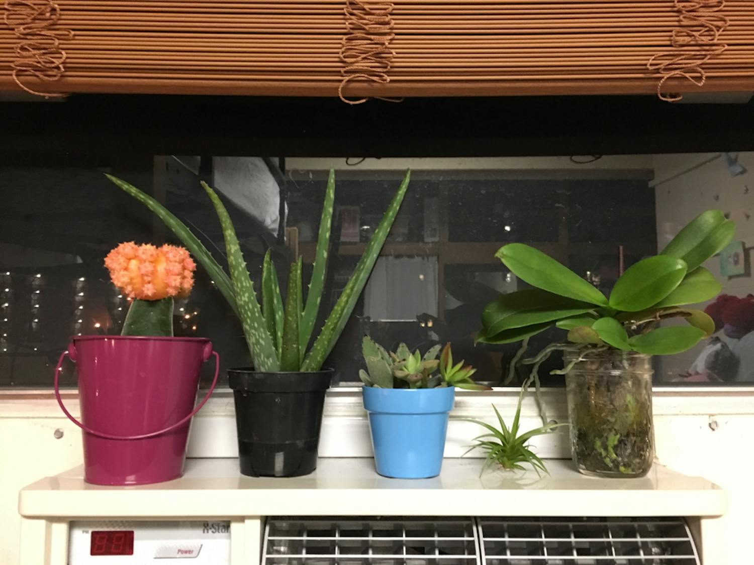 First-year&nbsp;Alli Whitenack's plants remind her of home.