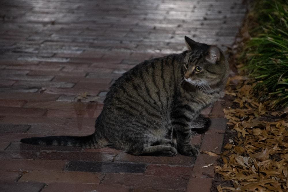 20241103_Soukthavone_lifestyle-beans-campus-cat