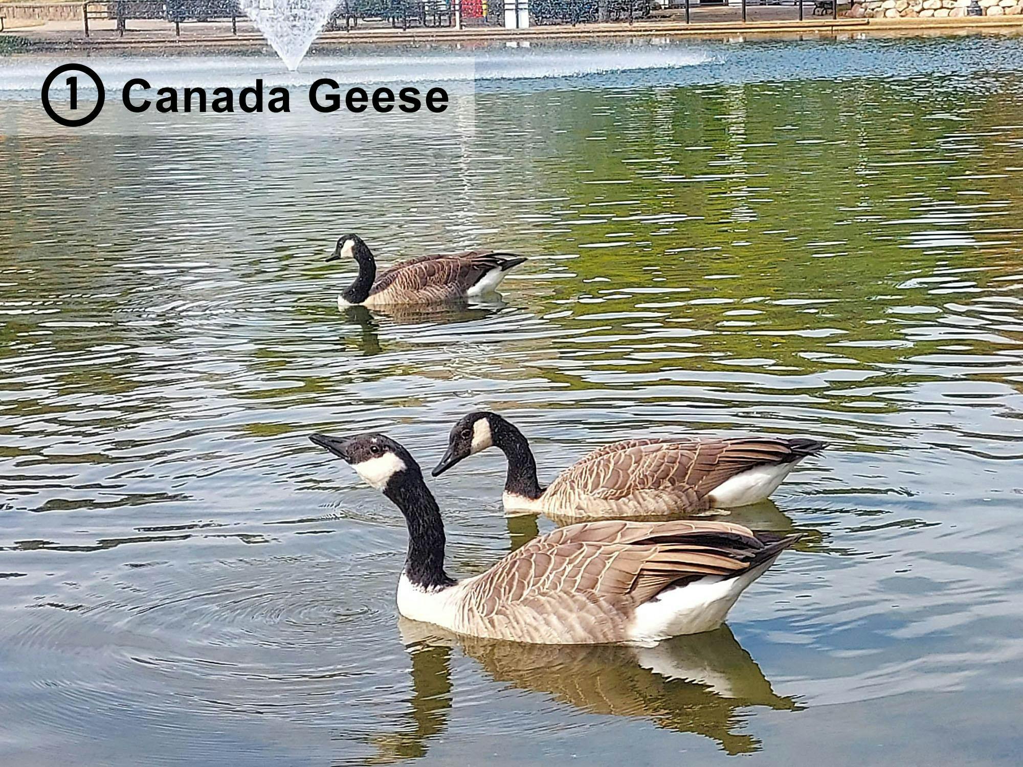 Birdwatching at Eastern Michigan University