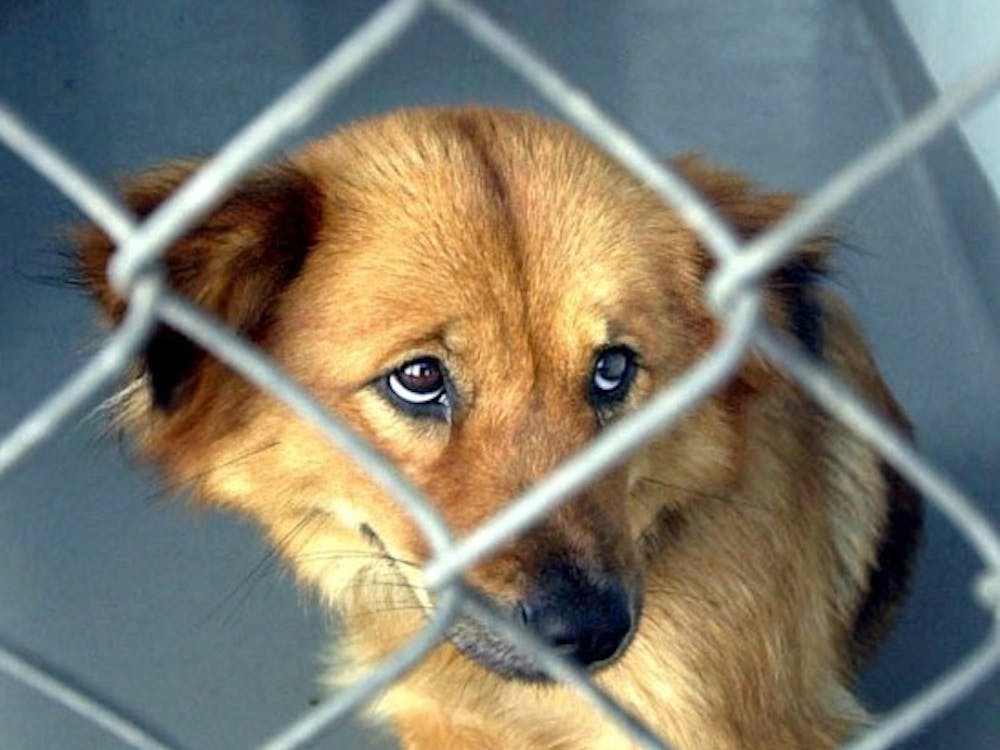 A female spaniel mix waits for adoption at the Orange County Animal Services kennel in Orlando, Florida. Most animals die within five days of arriving at the shelter. More than 7,000 dogs and cats being put to death each year.