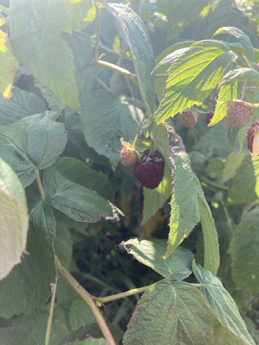 Raspberries at Wasem's Farm