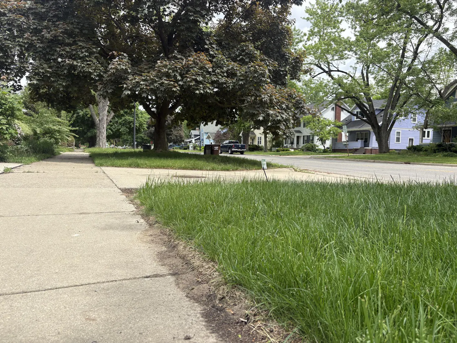 A residential street lined with trees and houses, with taller-than-usual grass in front of some homes.