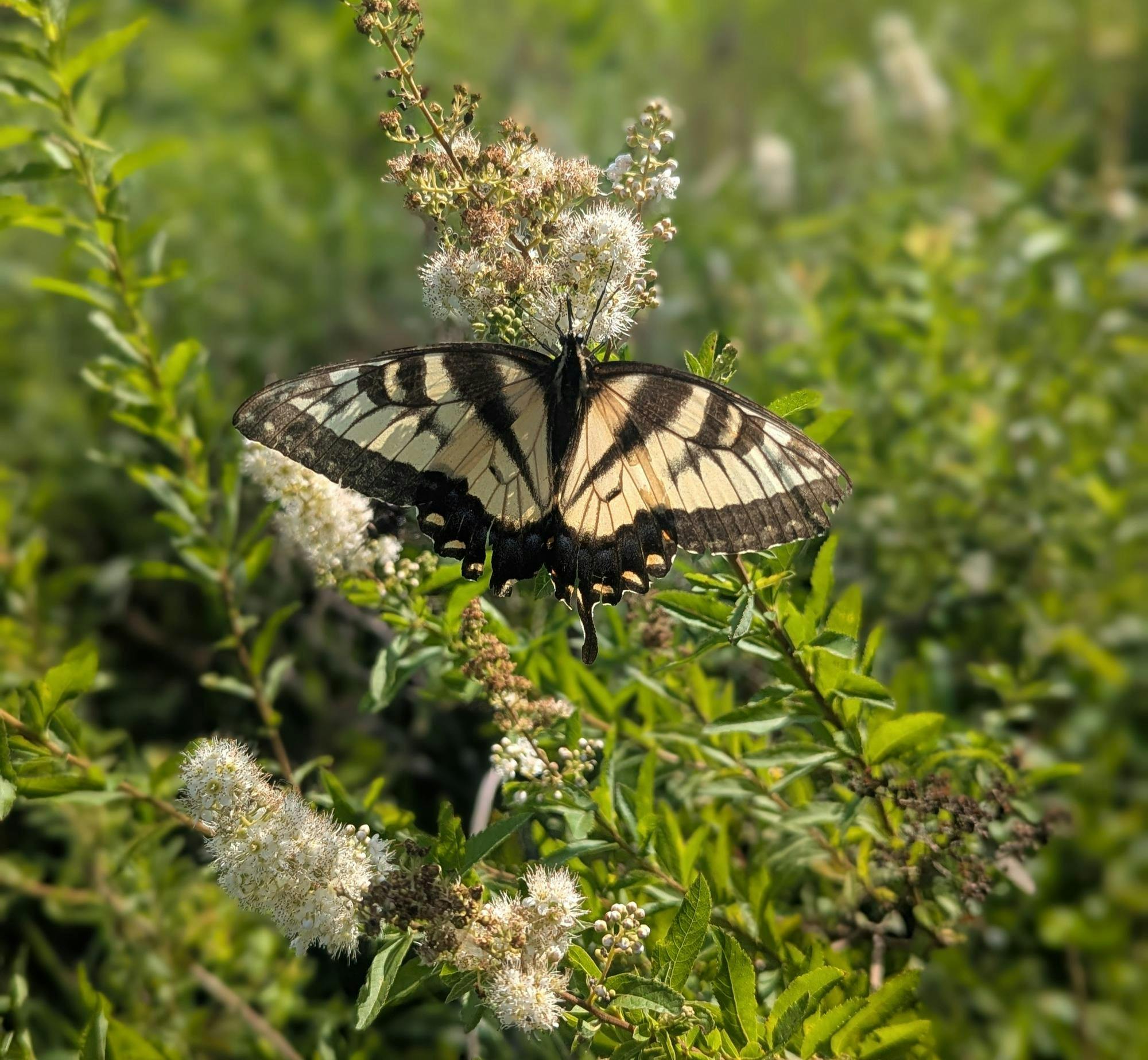 A butterfly rests on a plant, with green shrubs in the background.