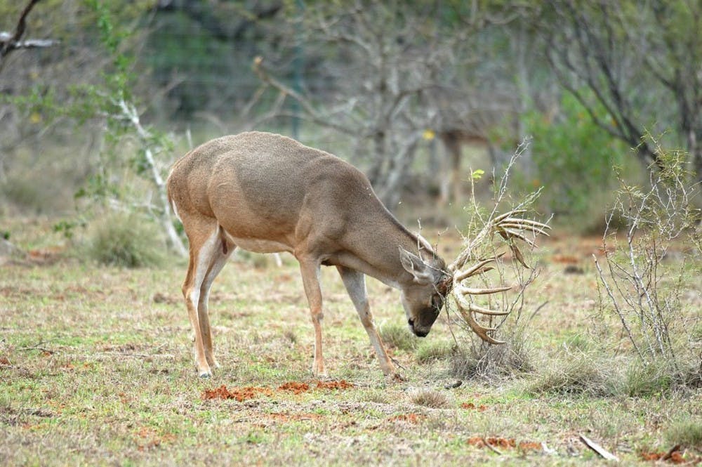 SPORTS OTD-SASSER-COLUMM DA