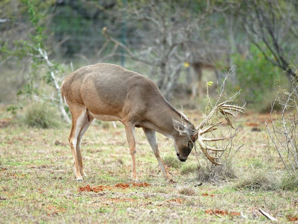 This buck is putting on a show of aggression toward a younger buck, not pictured. By watching deer, you can readily determine if they're relaxed or tense. (Ray Sasser/Dallas Morning News/MCT)