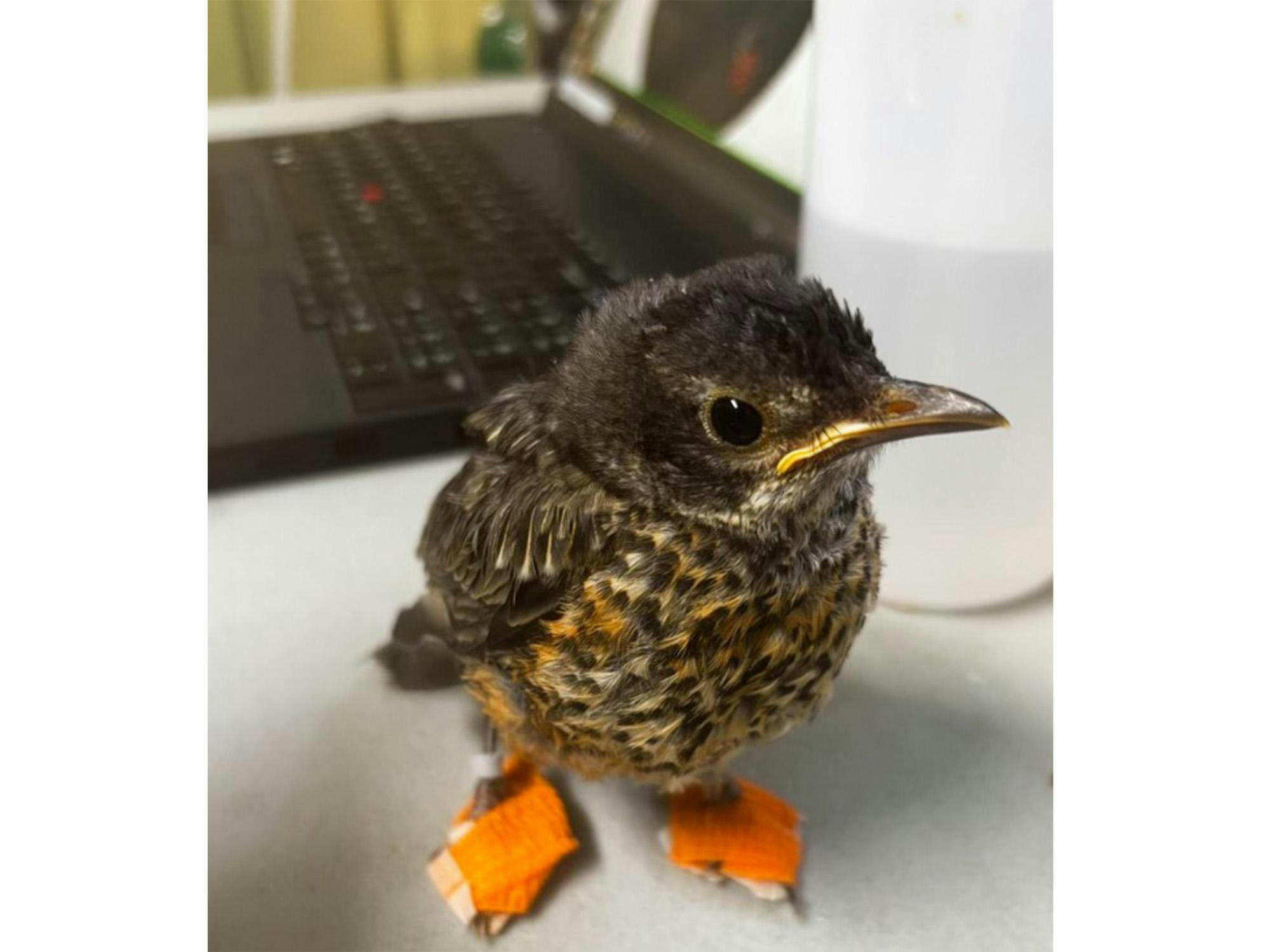 A young robin with a foot disease stands on a clinic table with both feet bandaged.
