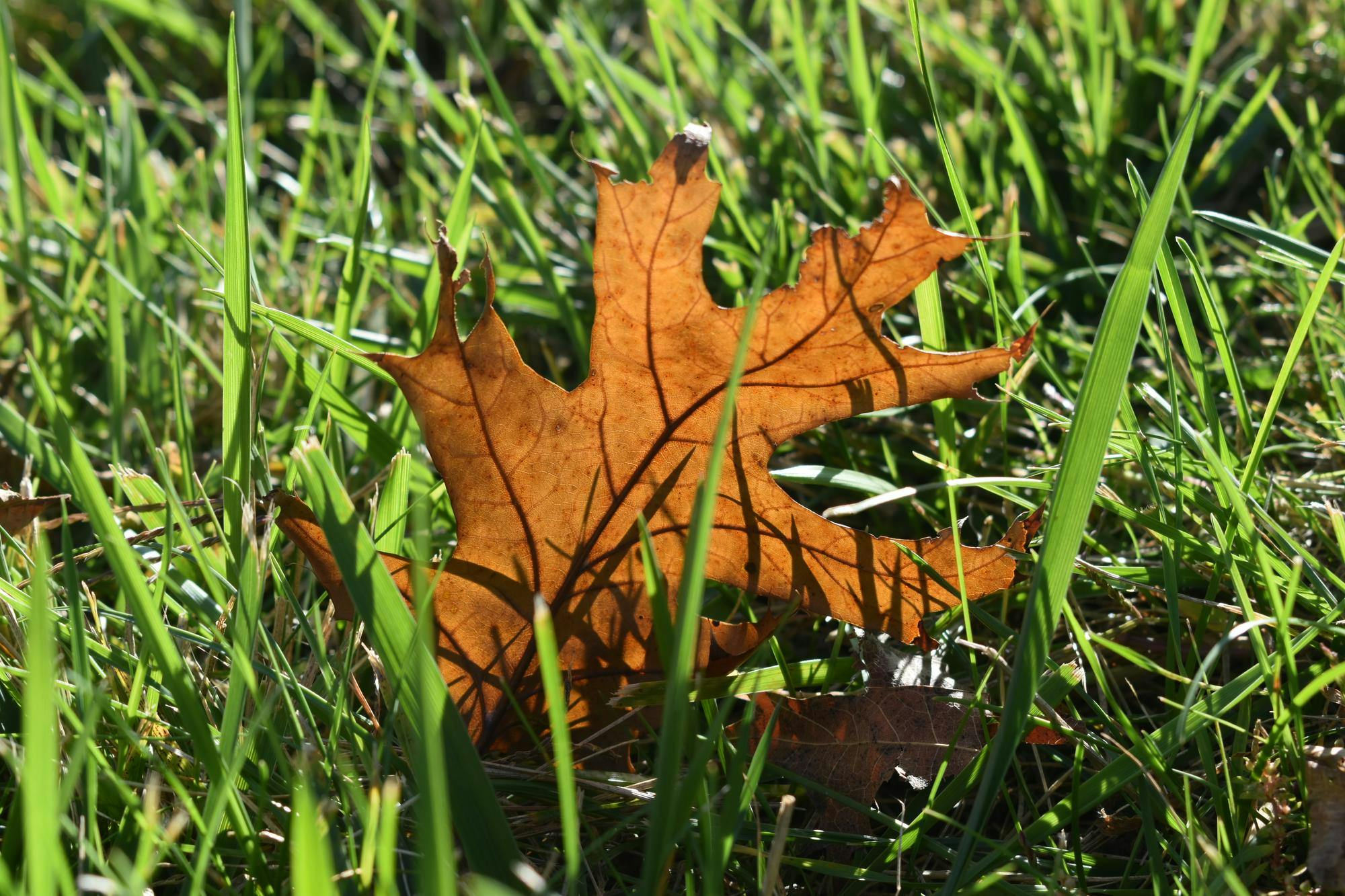 Close-up of a brown oak leaf resting upright in green grass.