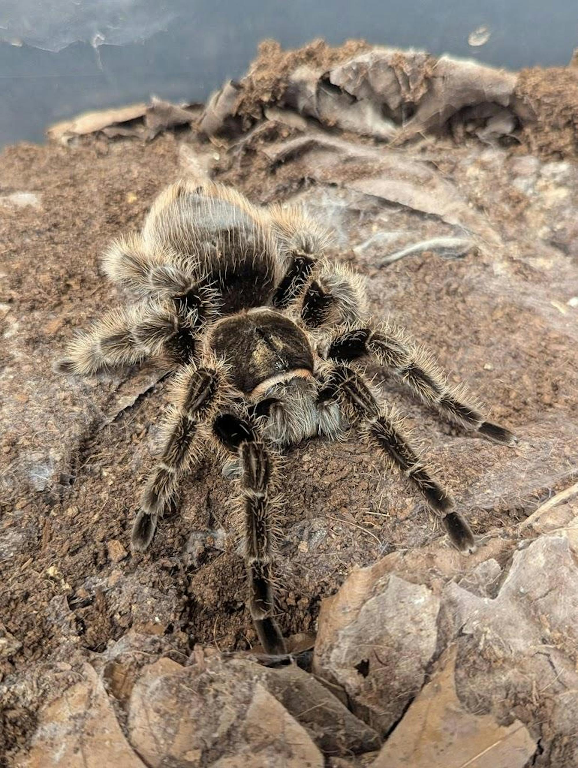 image of a curly hair tarantula