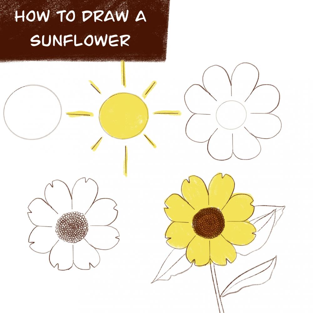 How to Draw: A sunflower