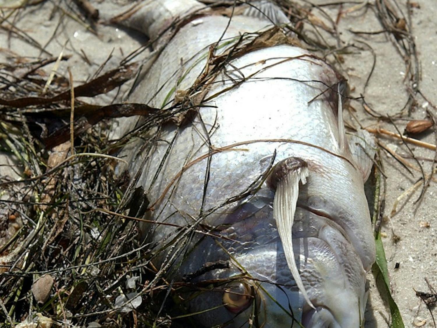 US NEWS ENV-OCEANS 3 BR