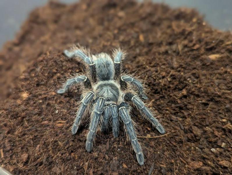 EMU's Arachnid Lab does groundbreaking research on tarantulas - The ...