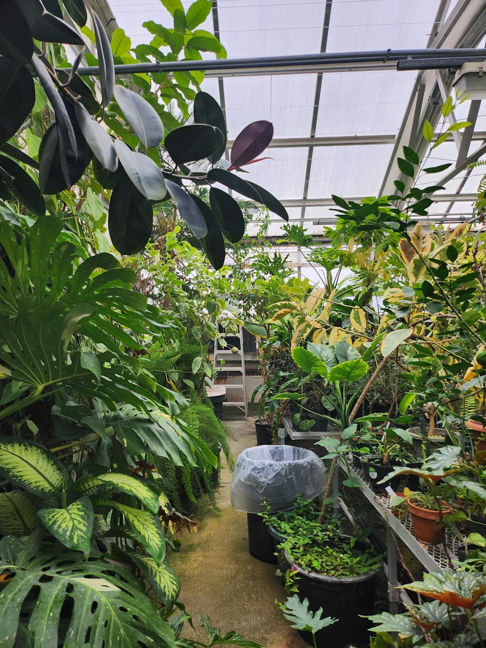 Eastern Michigan University Greenhouse brings plant knowledge to the community