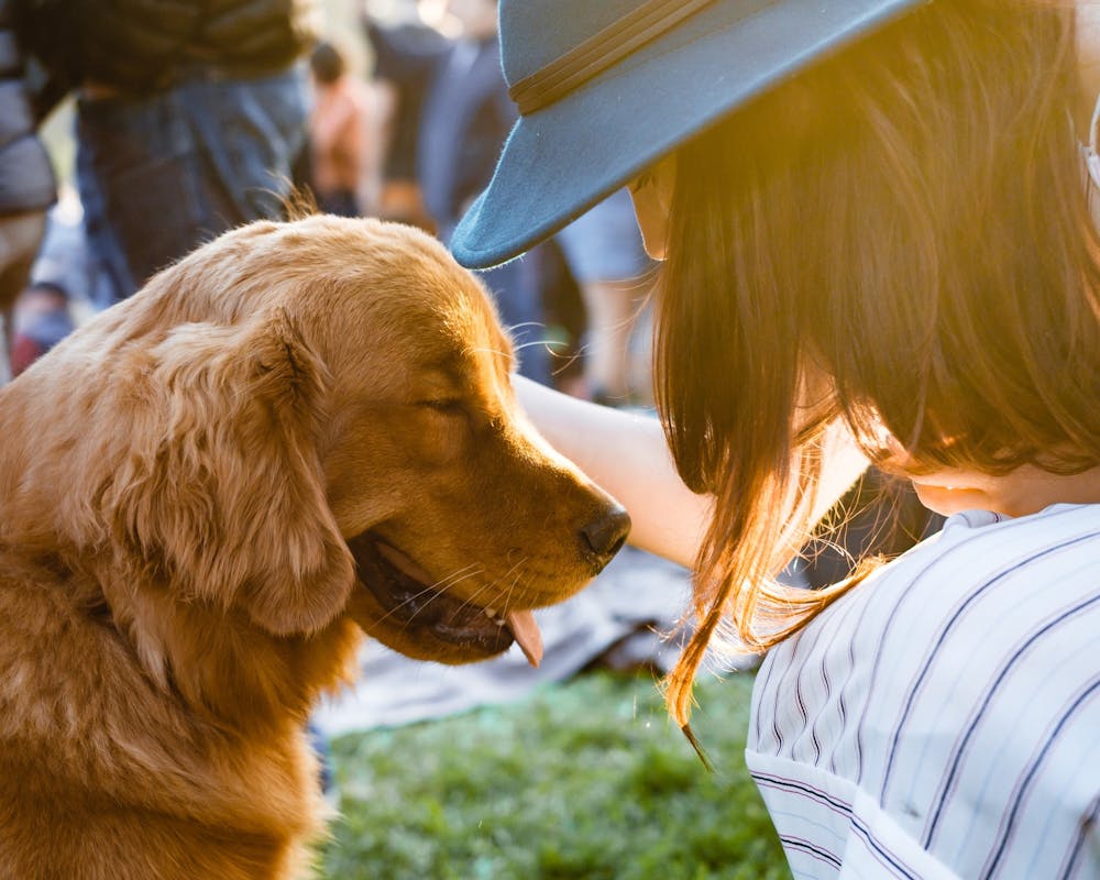 Bunnies and dogs at EMU available for students who need a mental health break