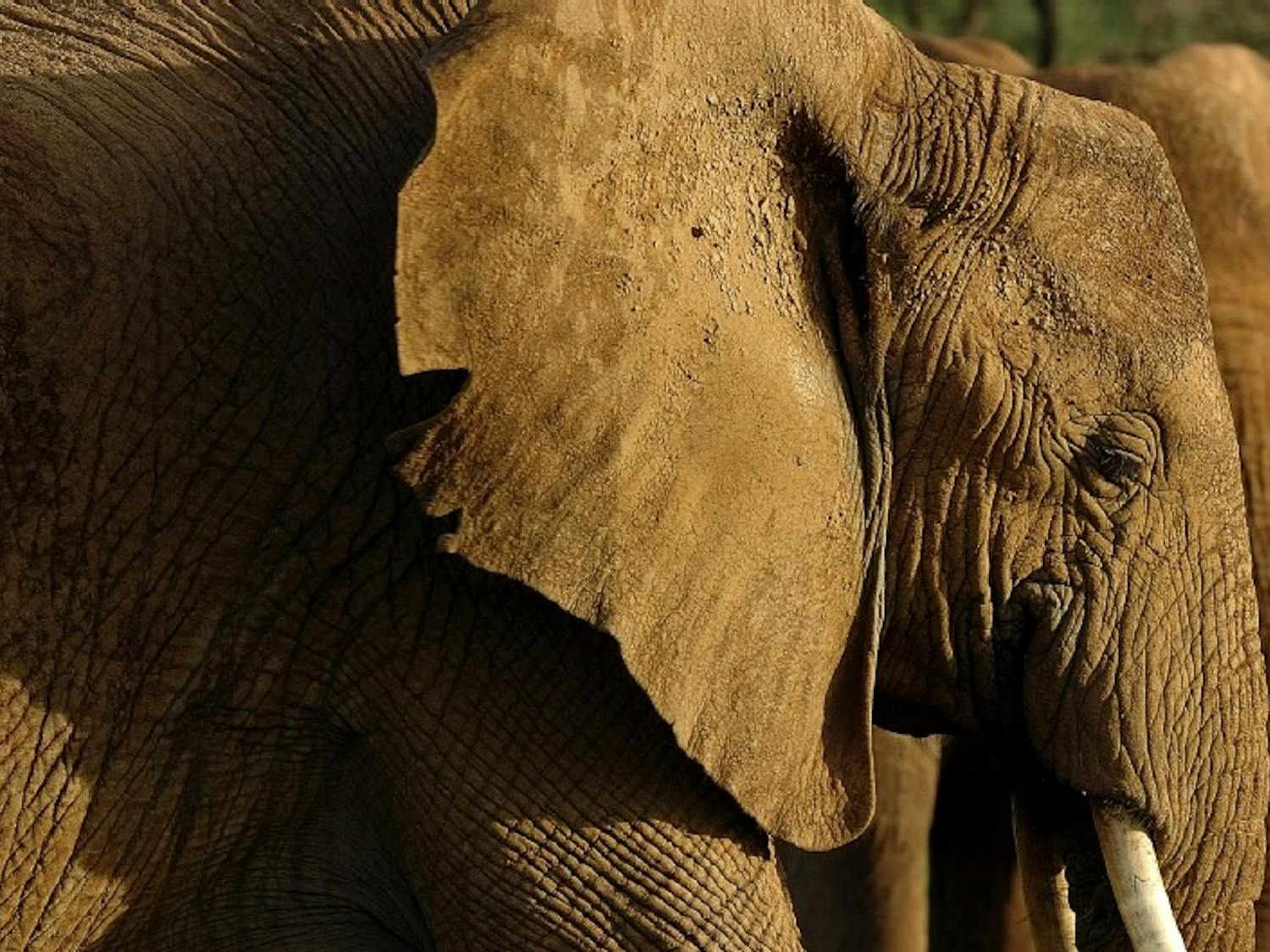 TRAVEL WLT-KENYA 6 MCT