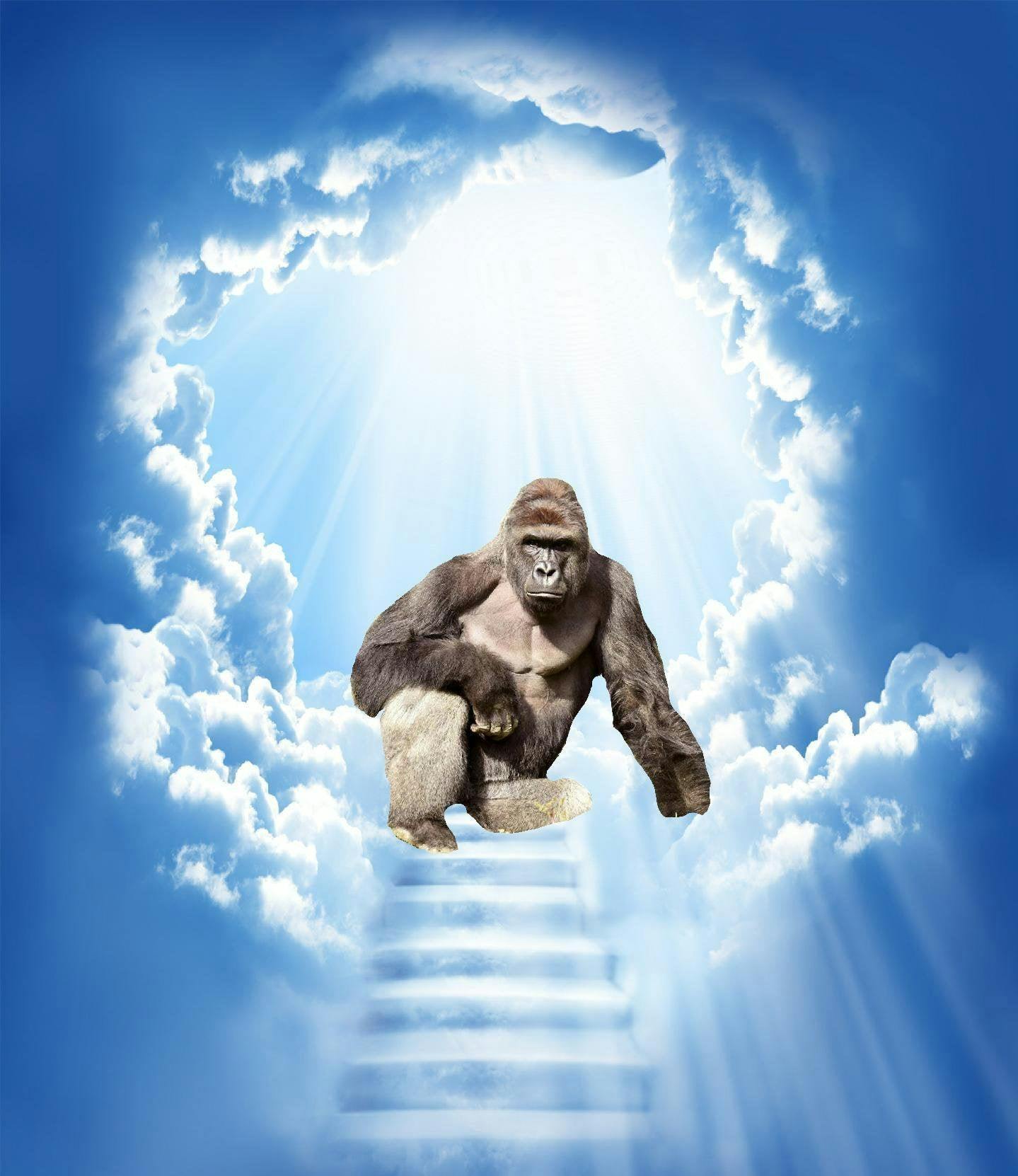Harambe.jpg