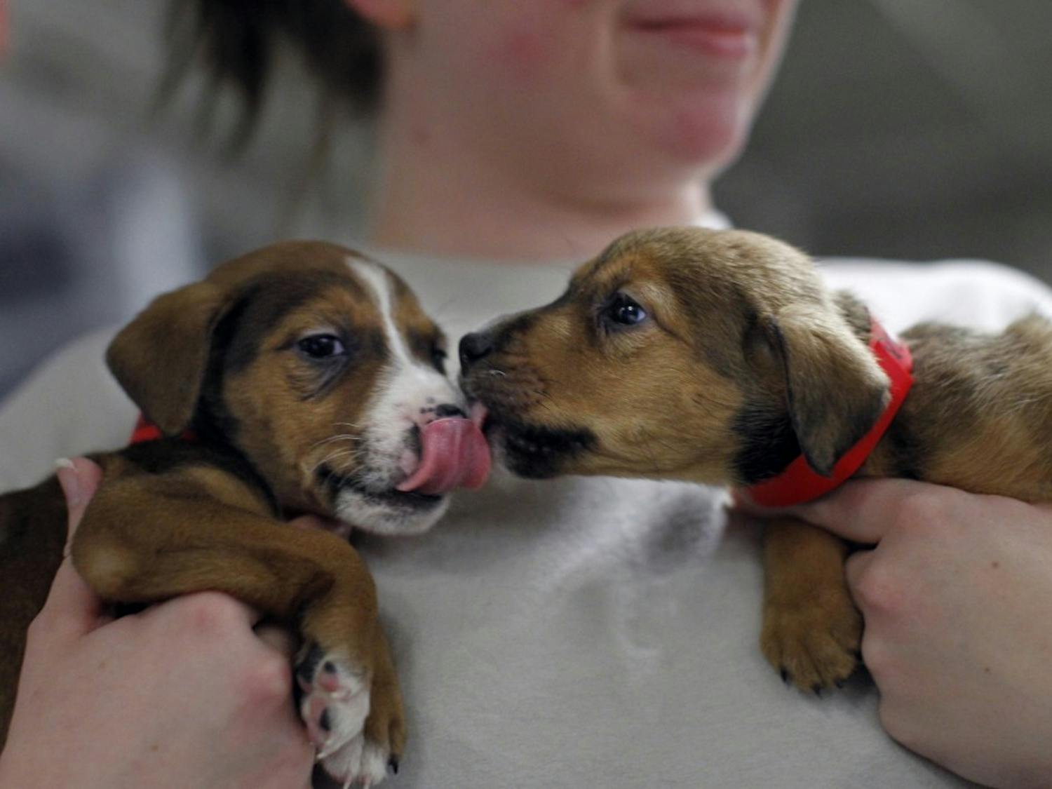 LIFE PETS-PUPPY-PIPELINE 1 MS