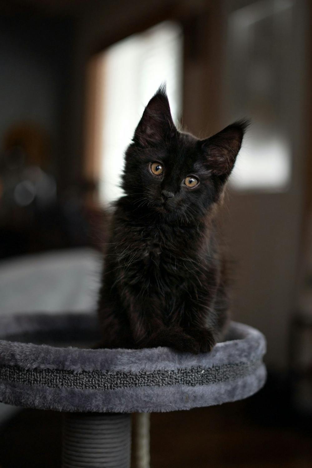 Opinion: The case for adopting a black cat in the fall