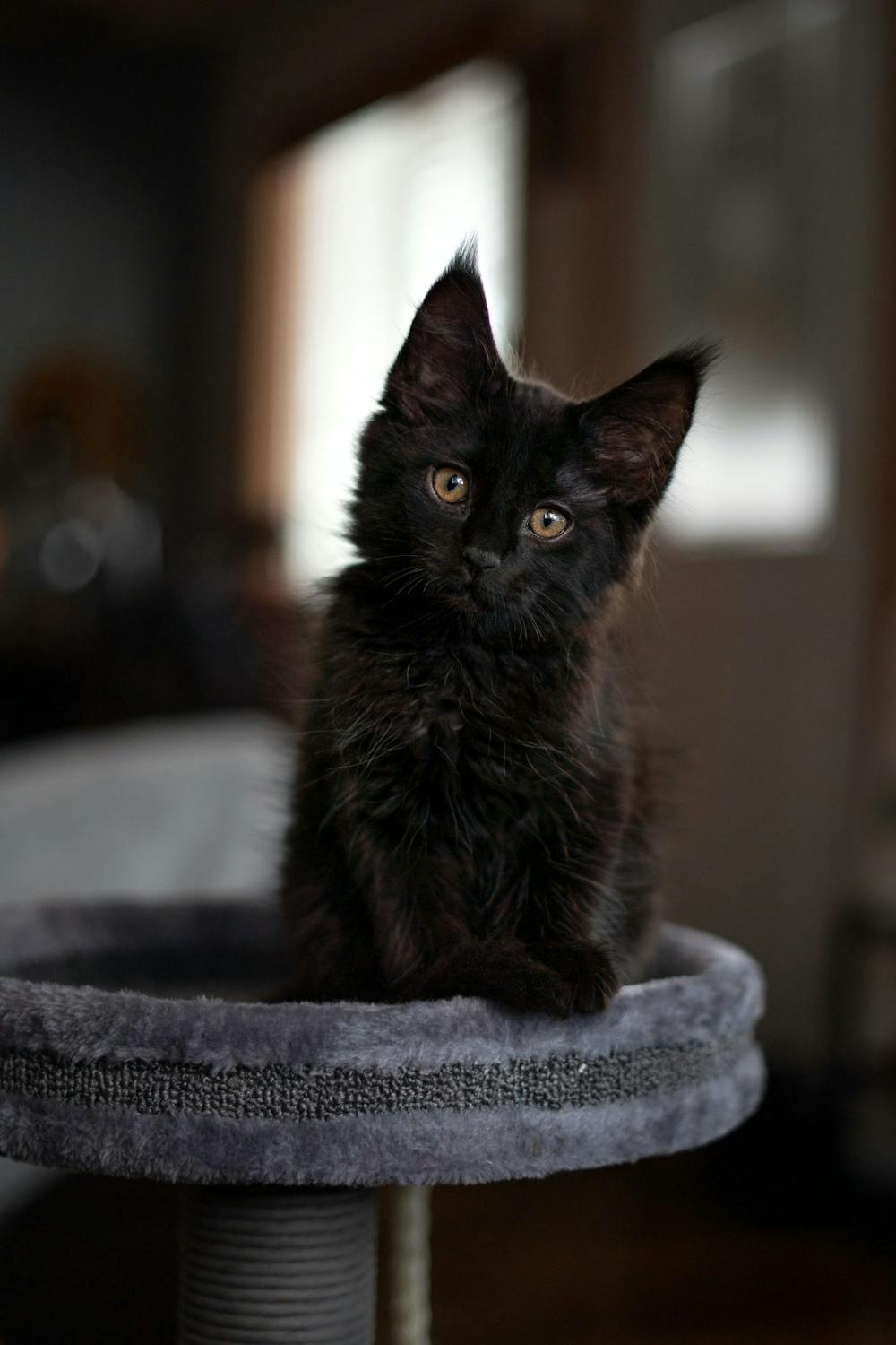 Opinion: The case for adopting a black cat in the fall 