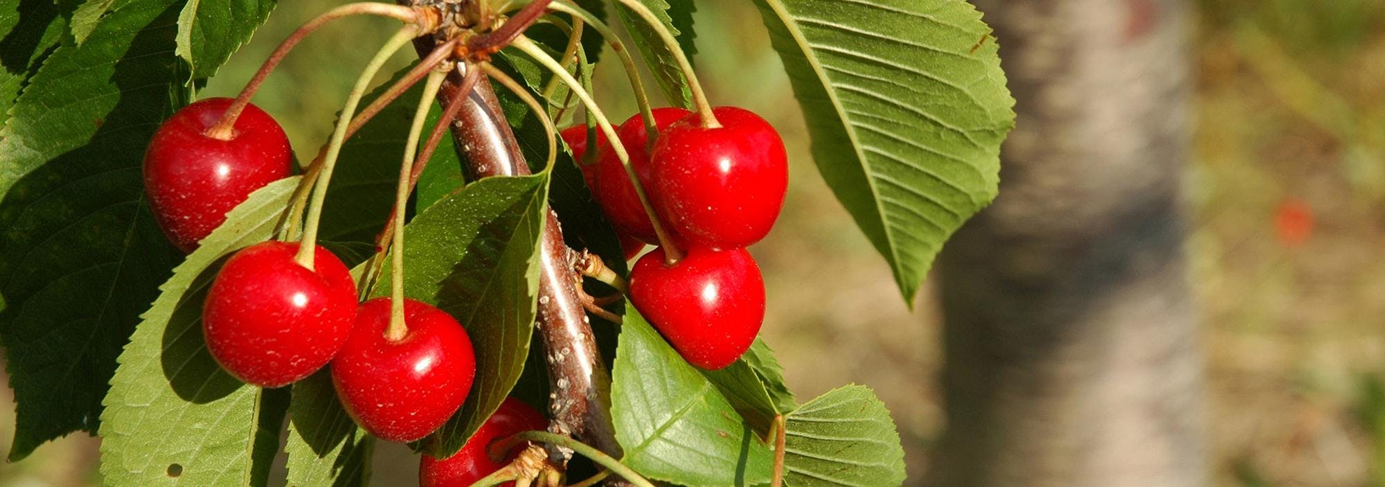 Traverse City Cherries