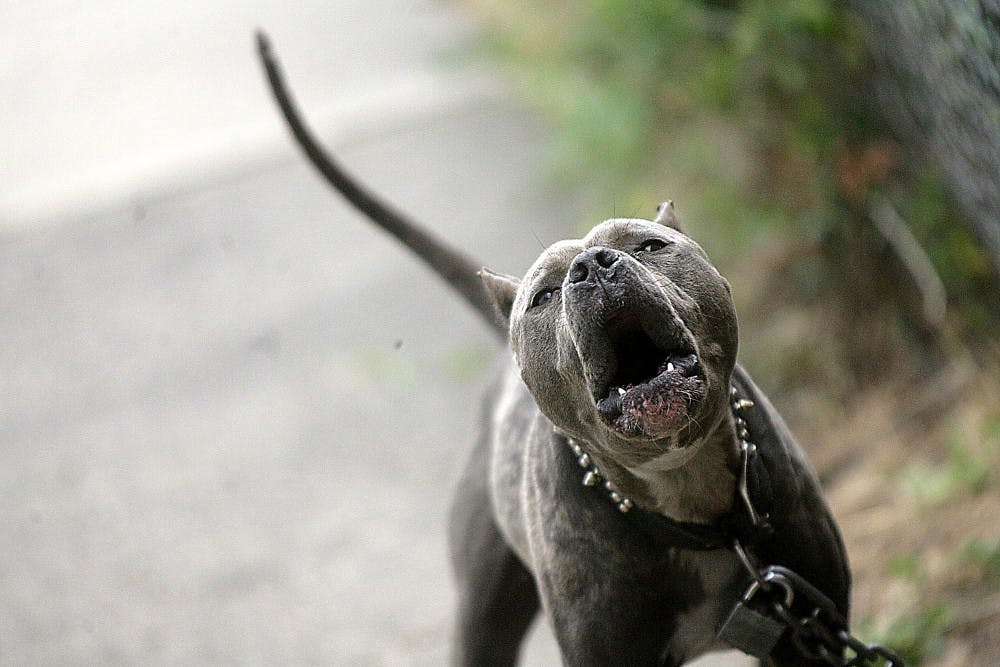 US NEWS PETS-PITBULLS 1 DE