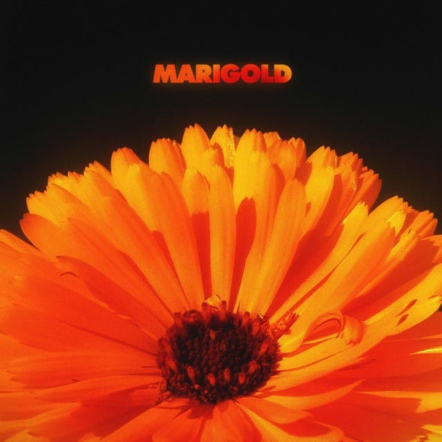 marigold.jpeg
