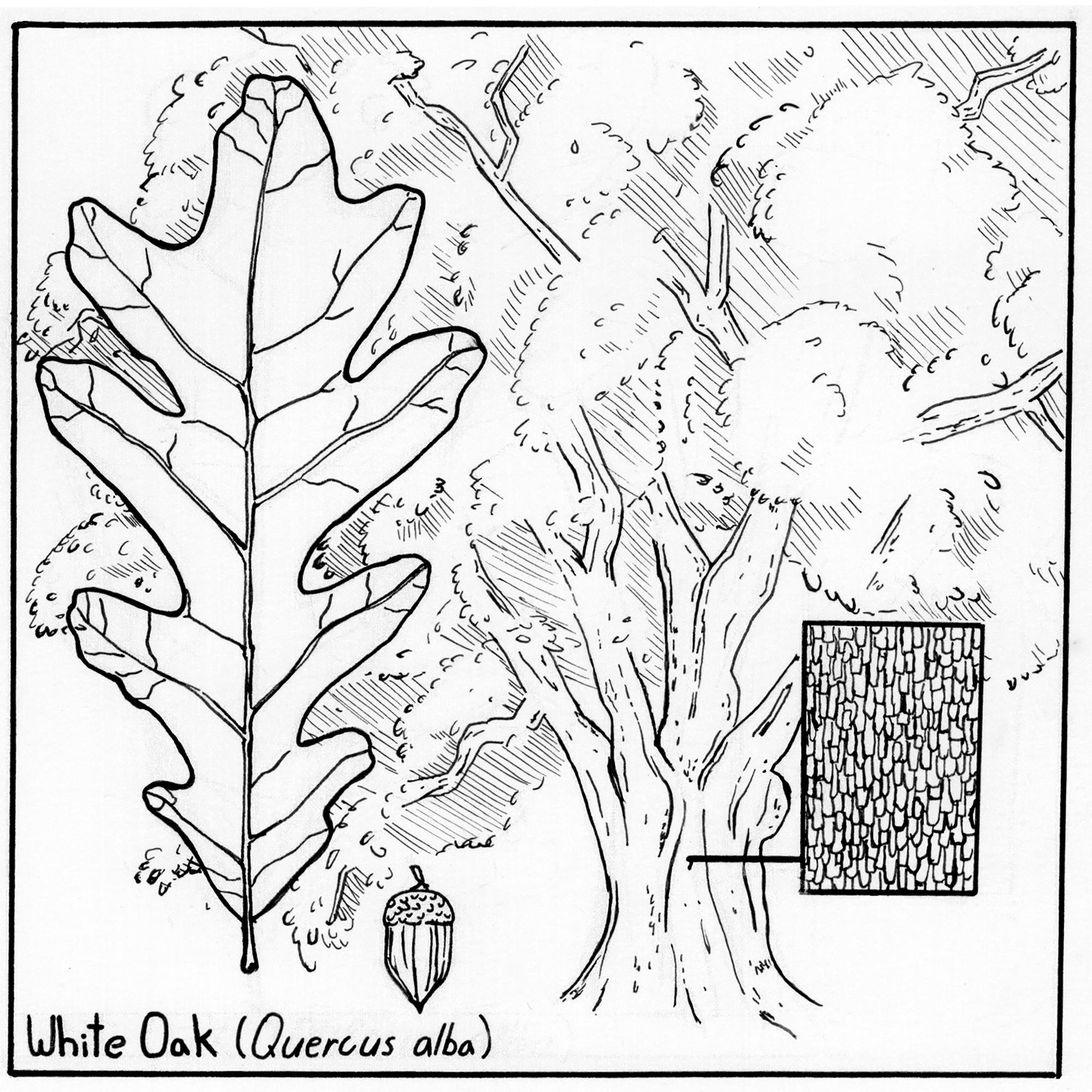 Illustration of a white oak tree showing a leaf, a close view of the bark and and an acorn.