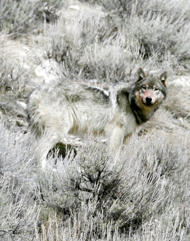 US NEWS ENV-WOLVES 1 ID