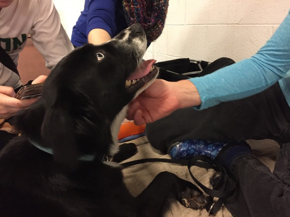 Therapy dogs make appearance at EMU wellness fair