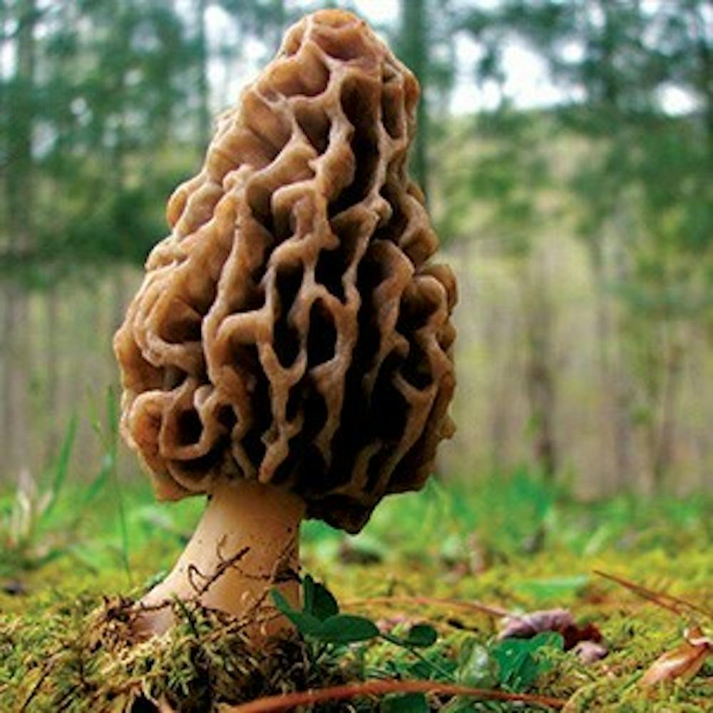 Morel mushrooms a tasty treat