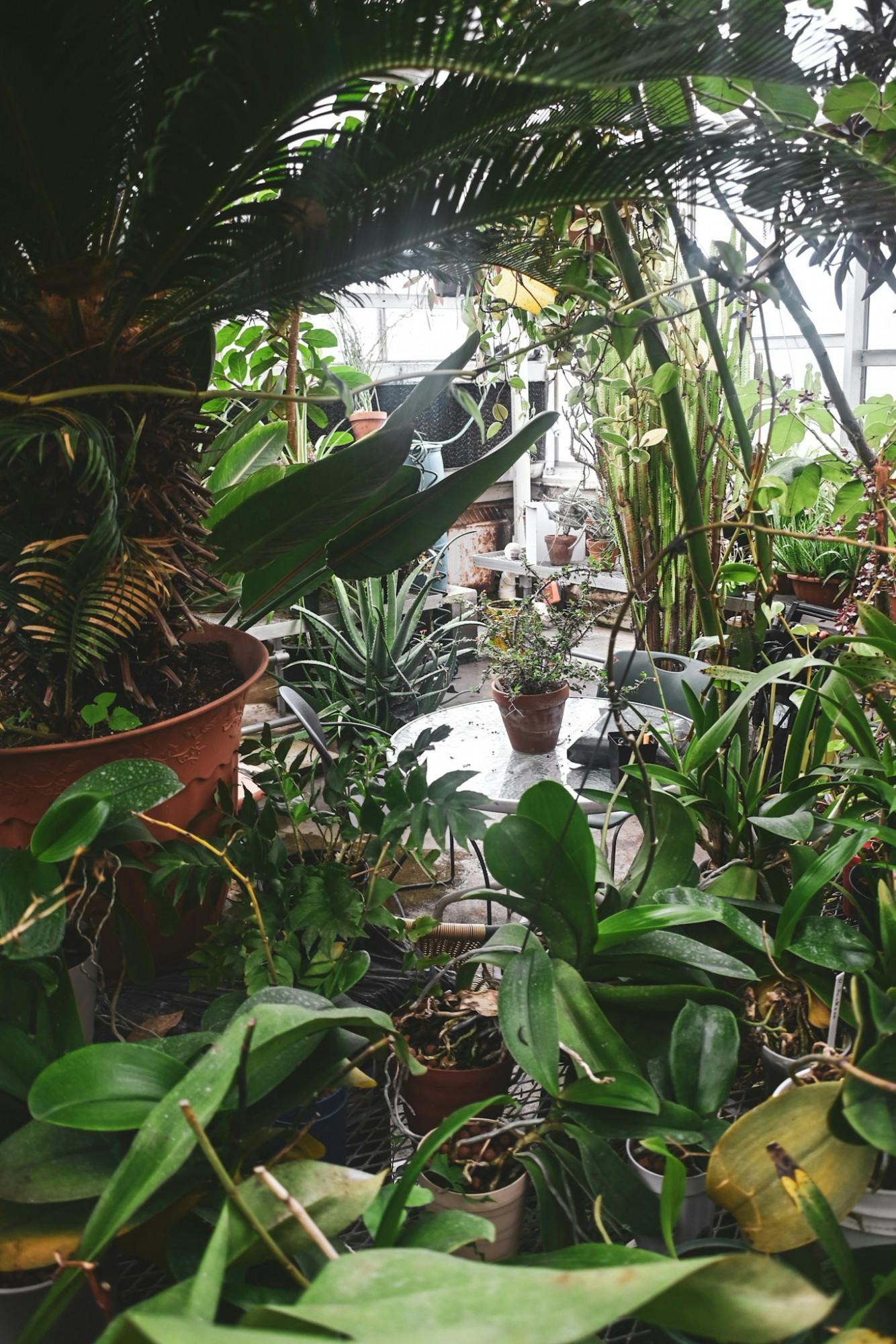 Greenhouse at Eastern Michigan University