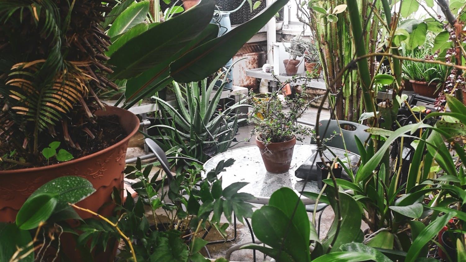 Greenhouse at Eastern Michigan University