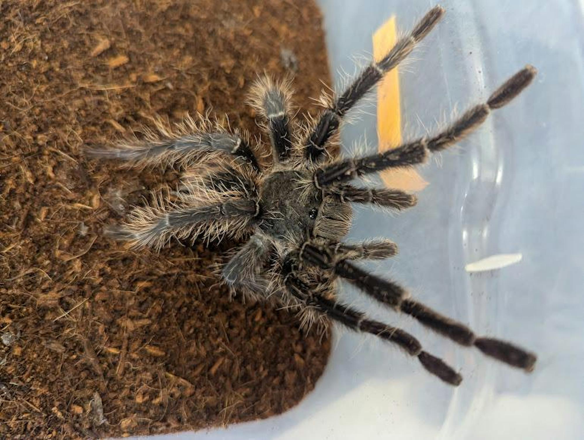 image of a male tarantula from the EMU Arachnid Lab