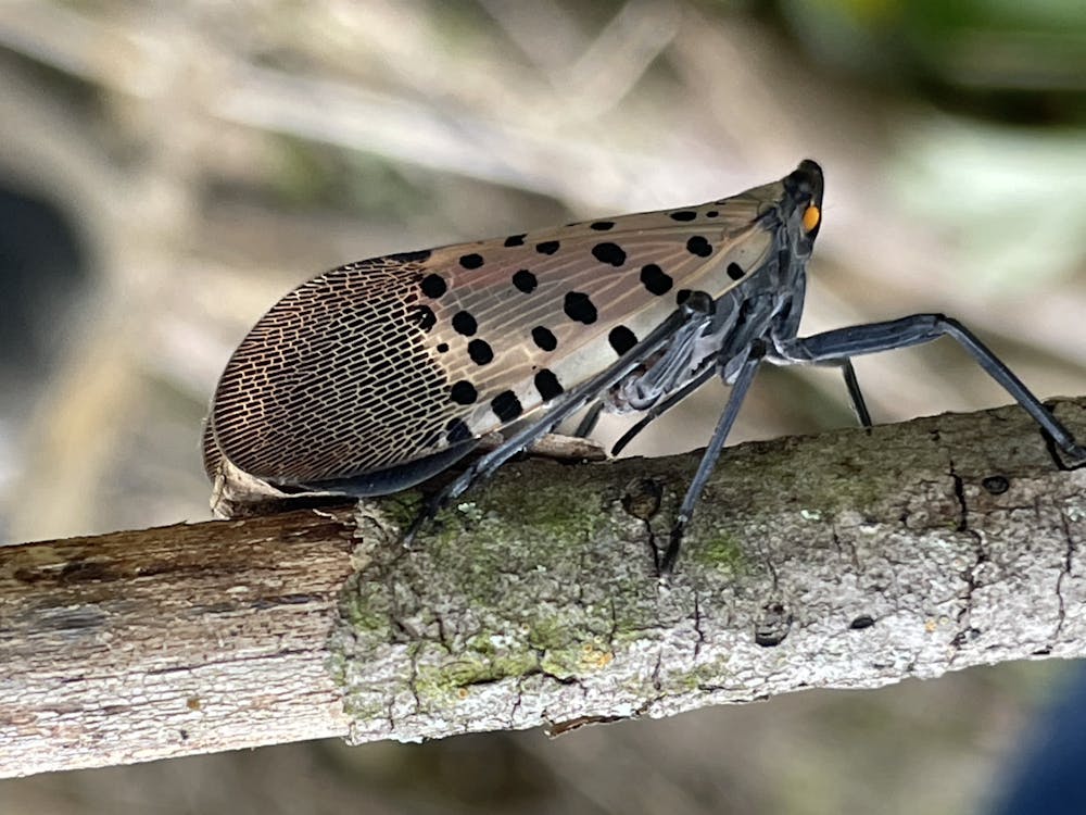 Spotted lanternfly in its adult stage. 