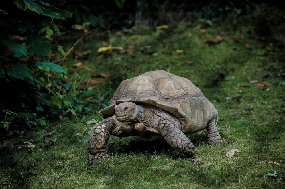 Opinion: 10 reasons you should get a pet tortoise