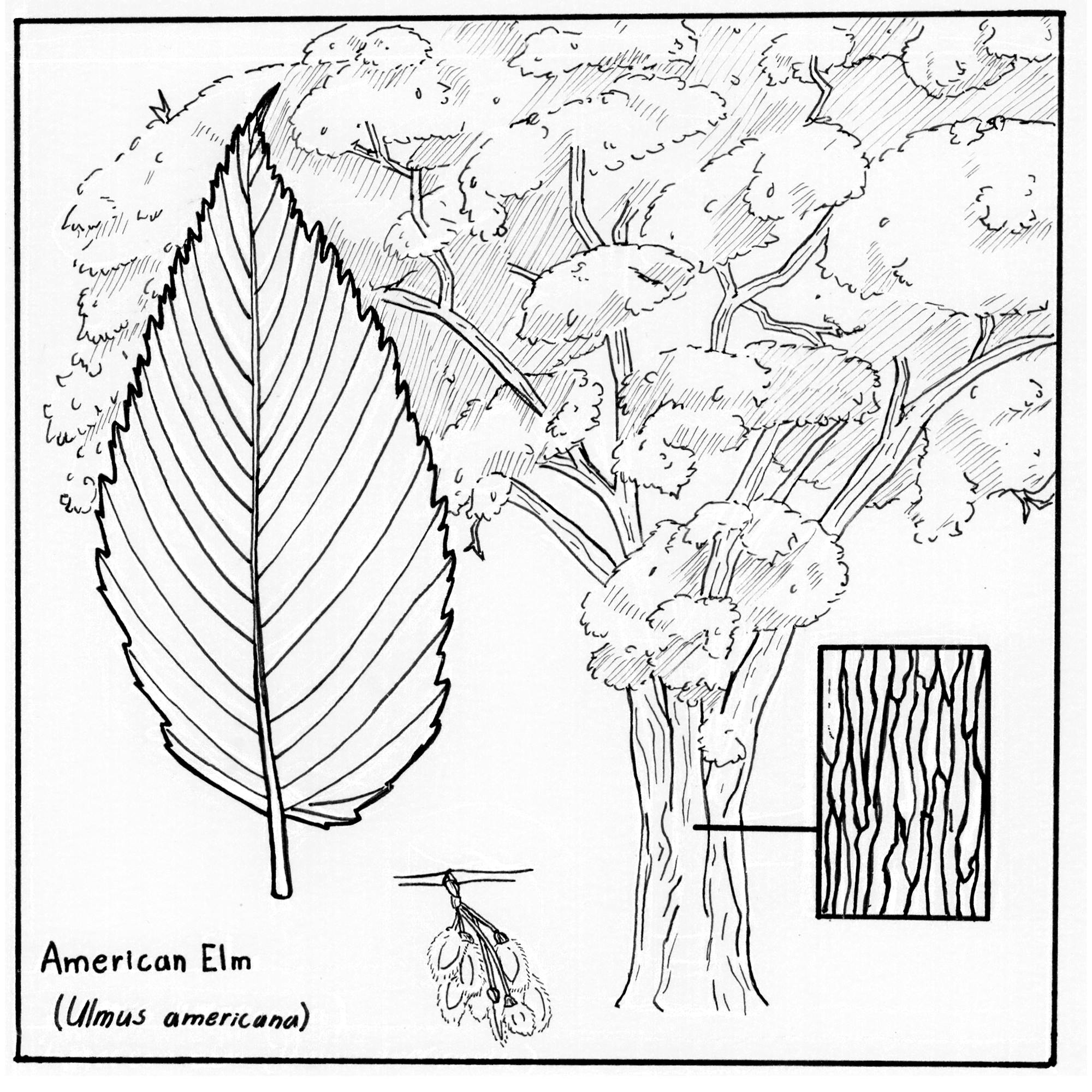Illustration of an American elm tree showing a leaf, seeds and a close view of the bark. 