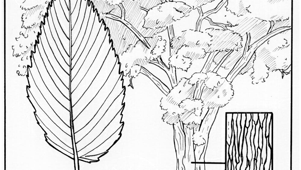 Illustration of an American elm tree showing a leaf, seeds and a close view of the bark.